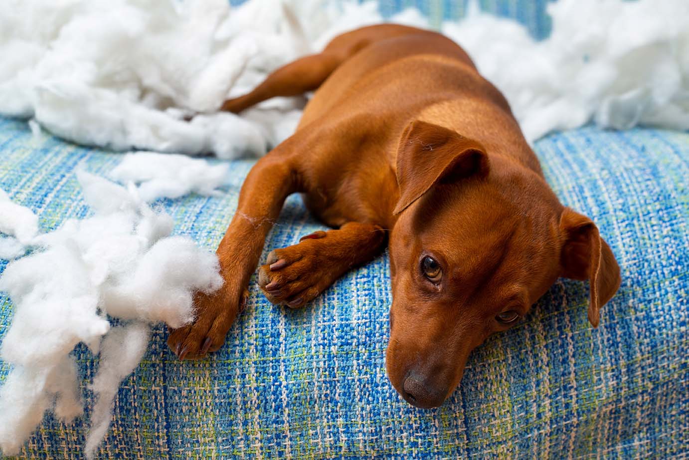 Il cane e i sintomi compulsivi