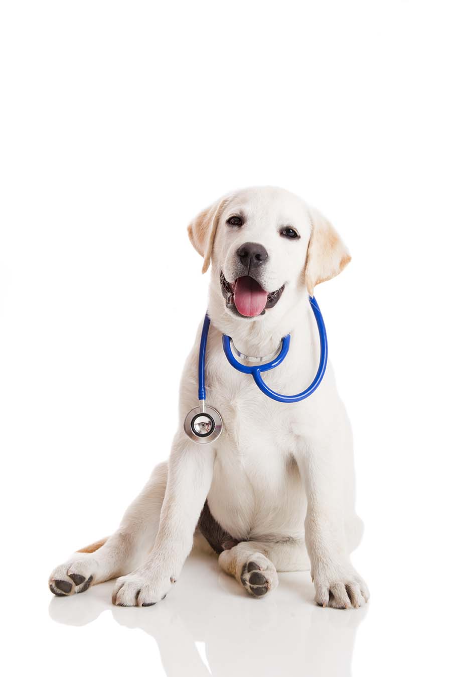 CHI HA PAURA DEL MEDICO VETERINARIO?