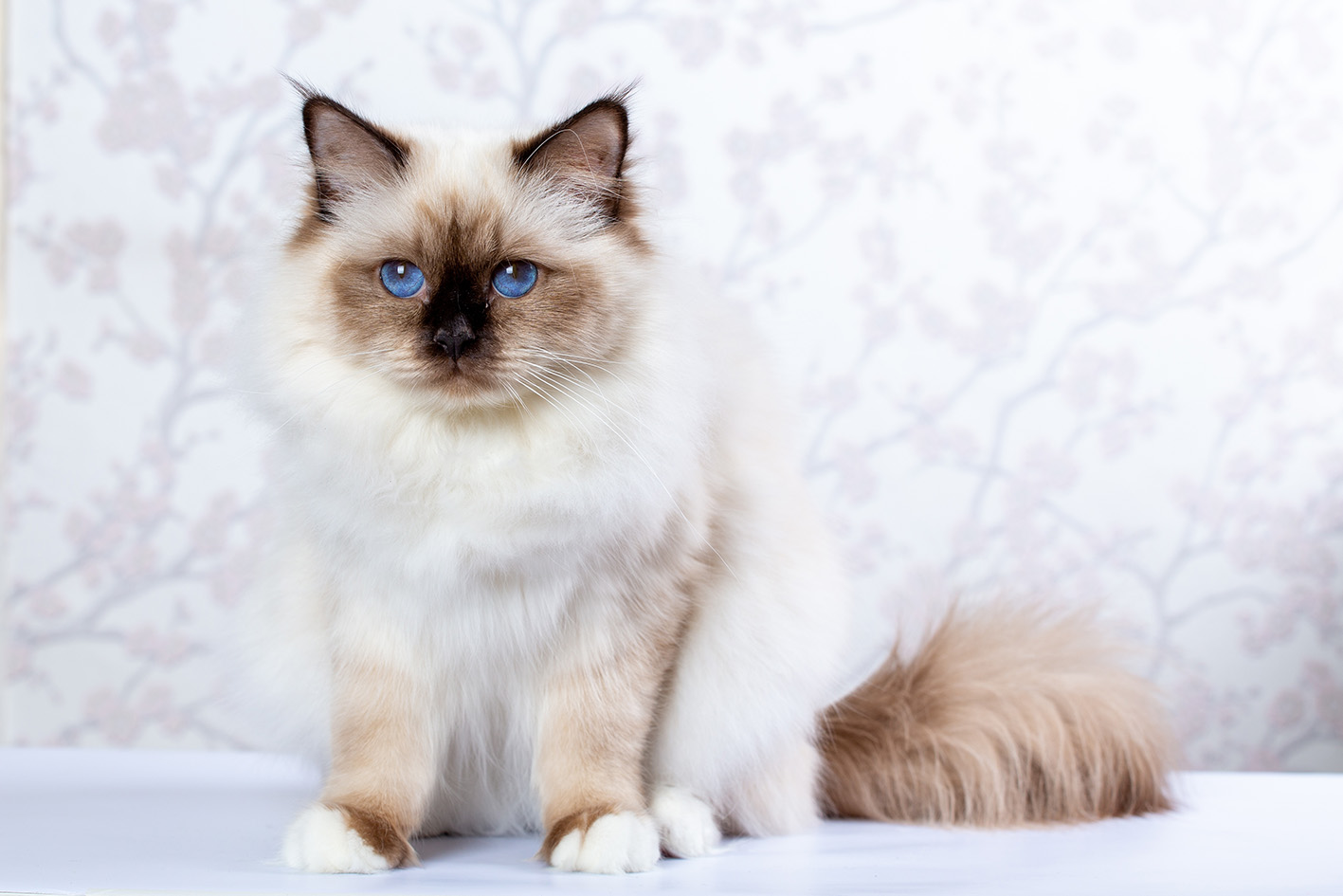 Il Sacro di Birmania