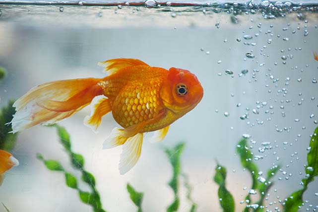 Il pesce rosso: consigli pratici per allevarlo correttamente
