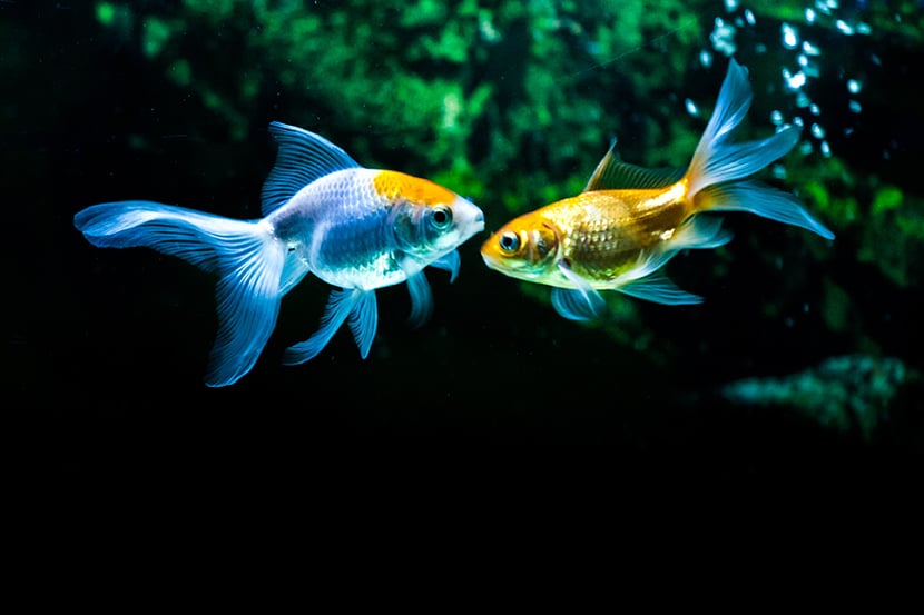 AVANNOTTI NELL’ACQUARIO: COME ALLEVARLI?