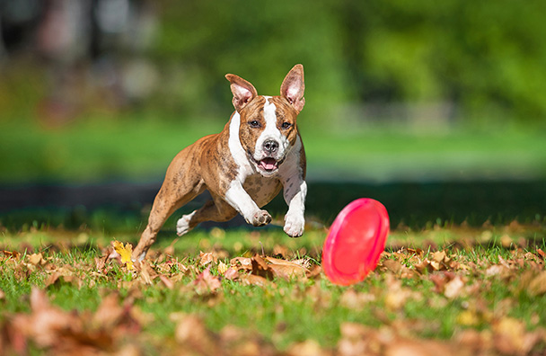 L’ALIMENTAZIONE GIUSTA PER FIDO SPORTIVO