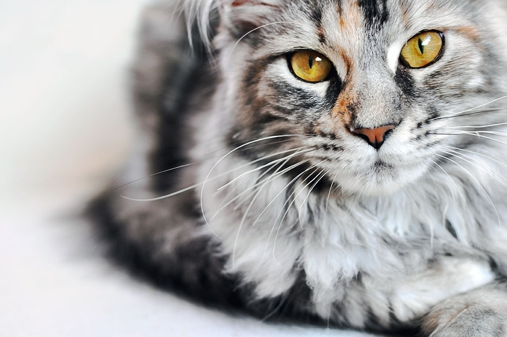 IL GATTO È DI RAZZA SE HA IL PEDIGREE!