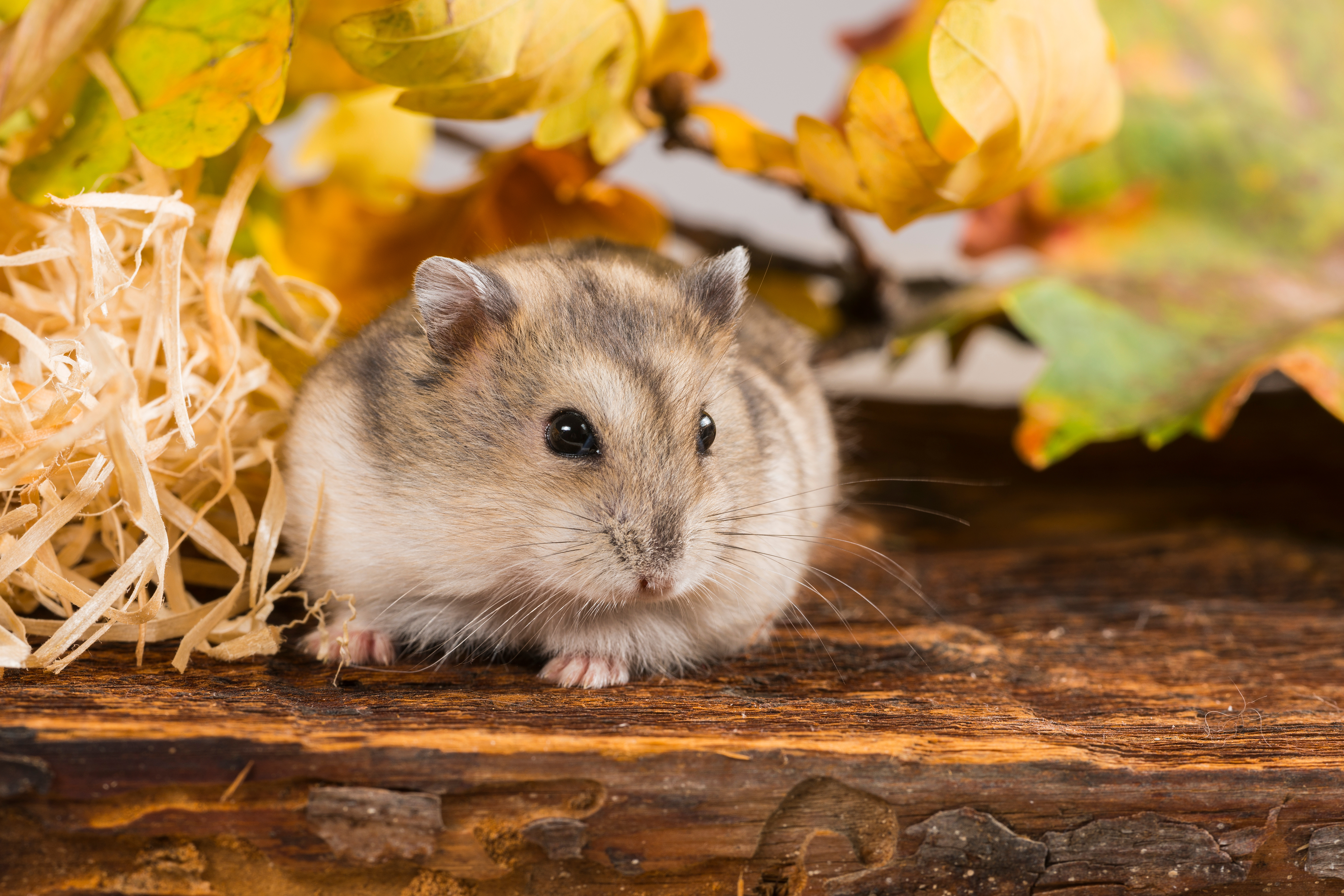 Il Tuo Primo Criceto: Tutto Quello Che Devi Sapere Prima di Portarlo a Casa