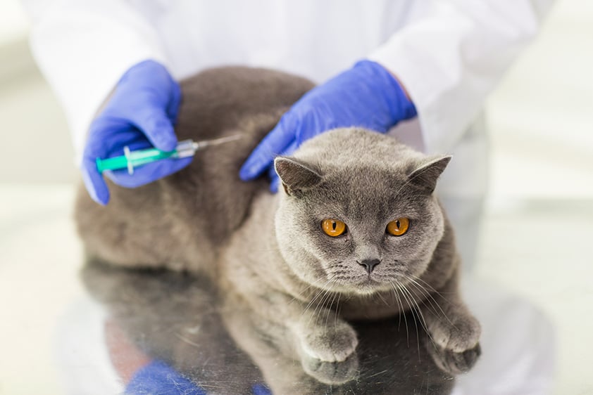 Reni, il punto debole del gatto