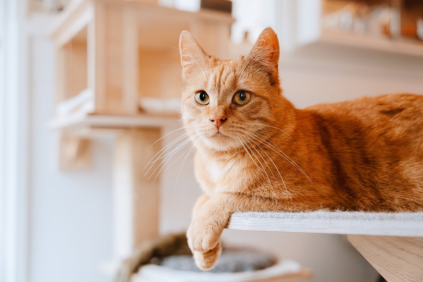 regole per il gatto in condominio