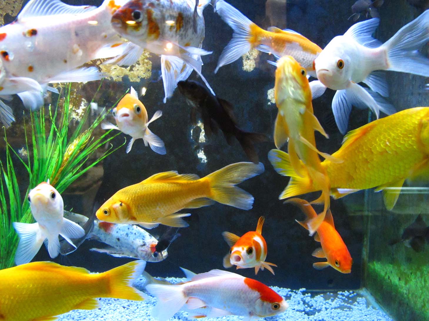 Benefici dell'Acquariologia per la Salute Mentale e Fisica