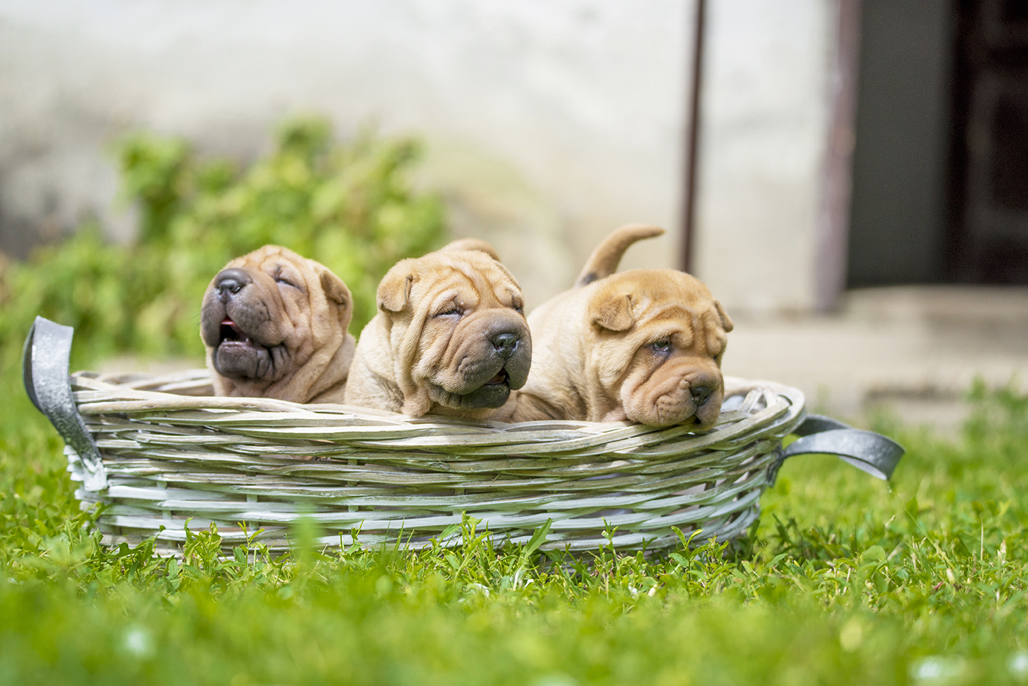 SHAR PEI, MILLE ROTOLI DI DOLCEZZA!