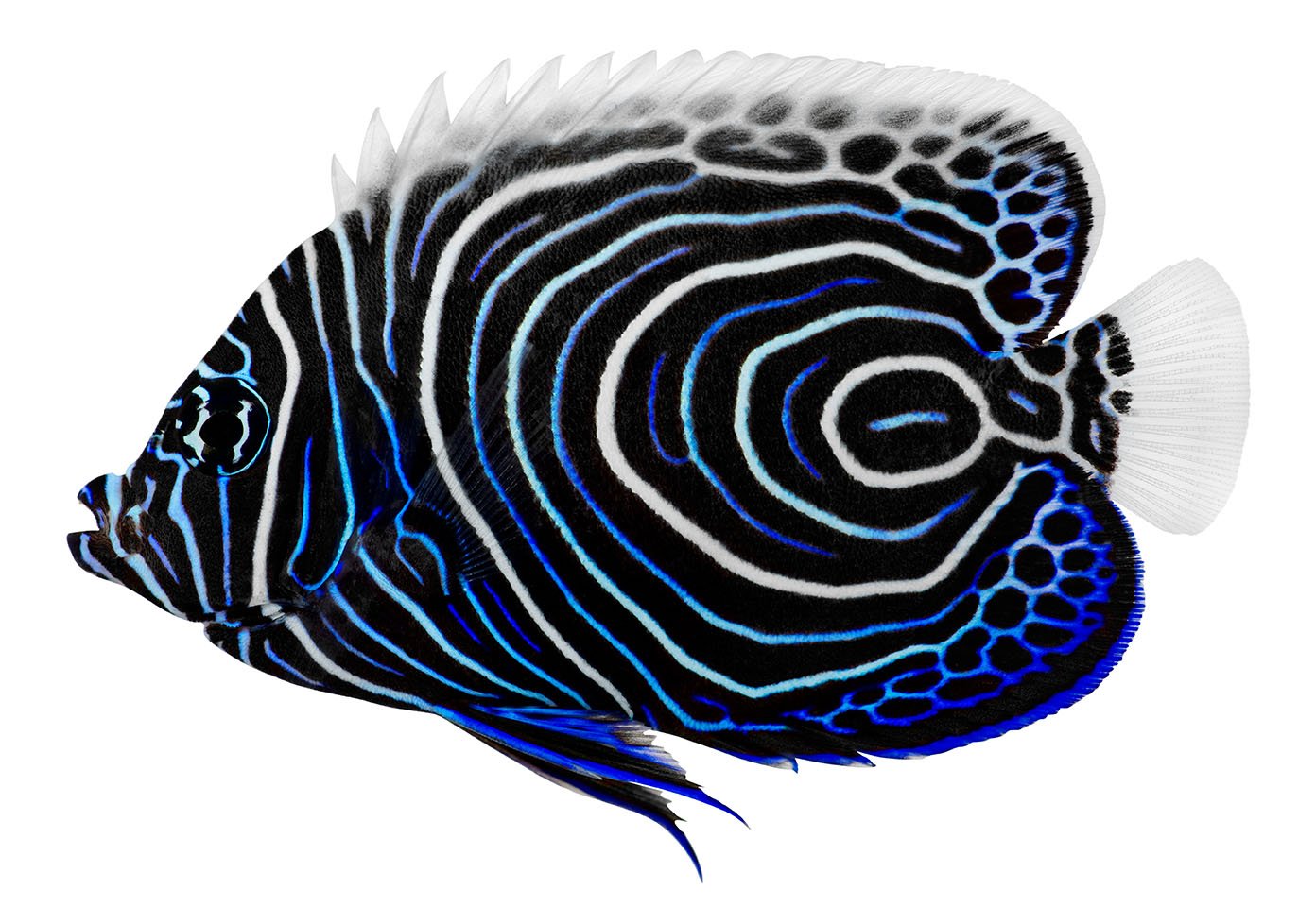 Gli angeli del mare