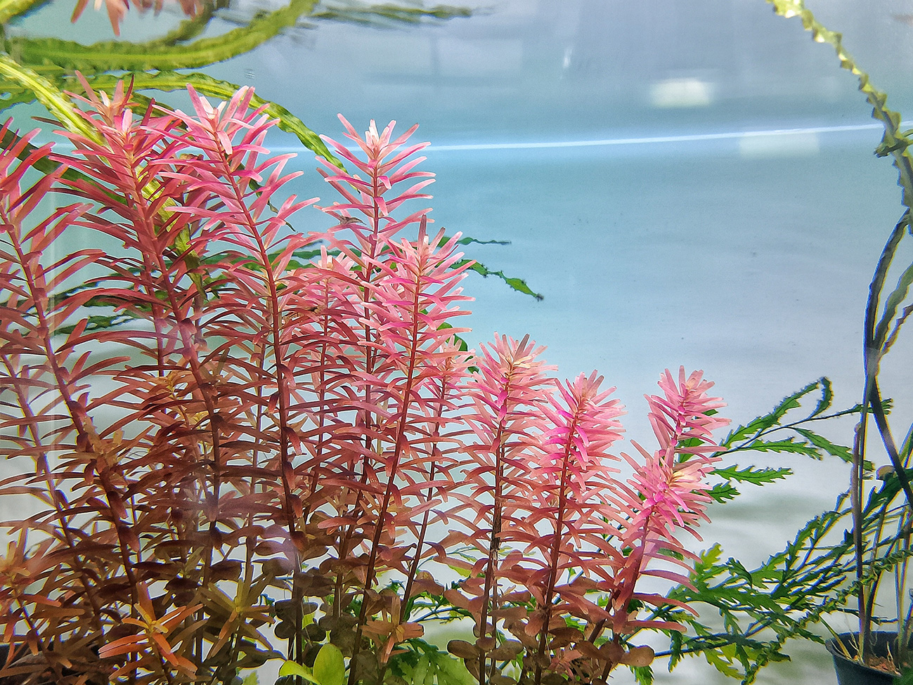 acquario