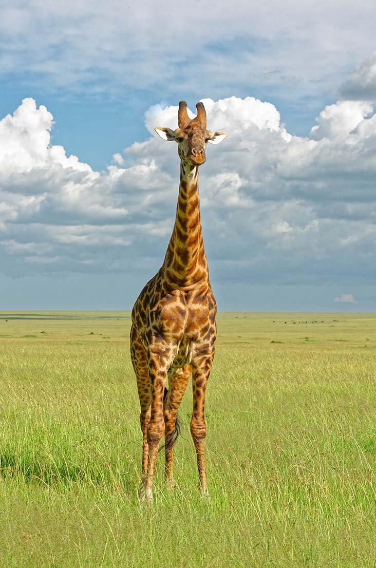 Sua altezza, la giraffa