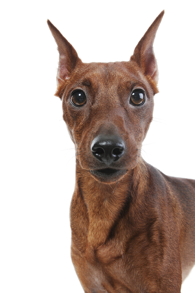 PINSCHER, UN TEDESCO SVEGLIO ED ELEGANTE