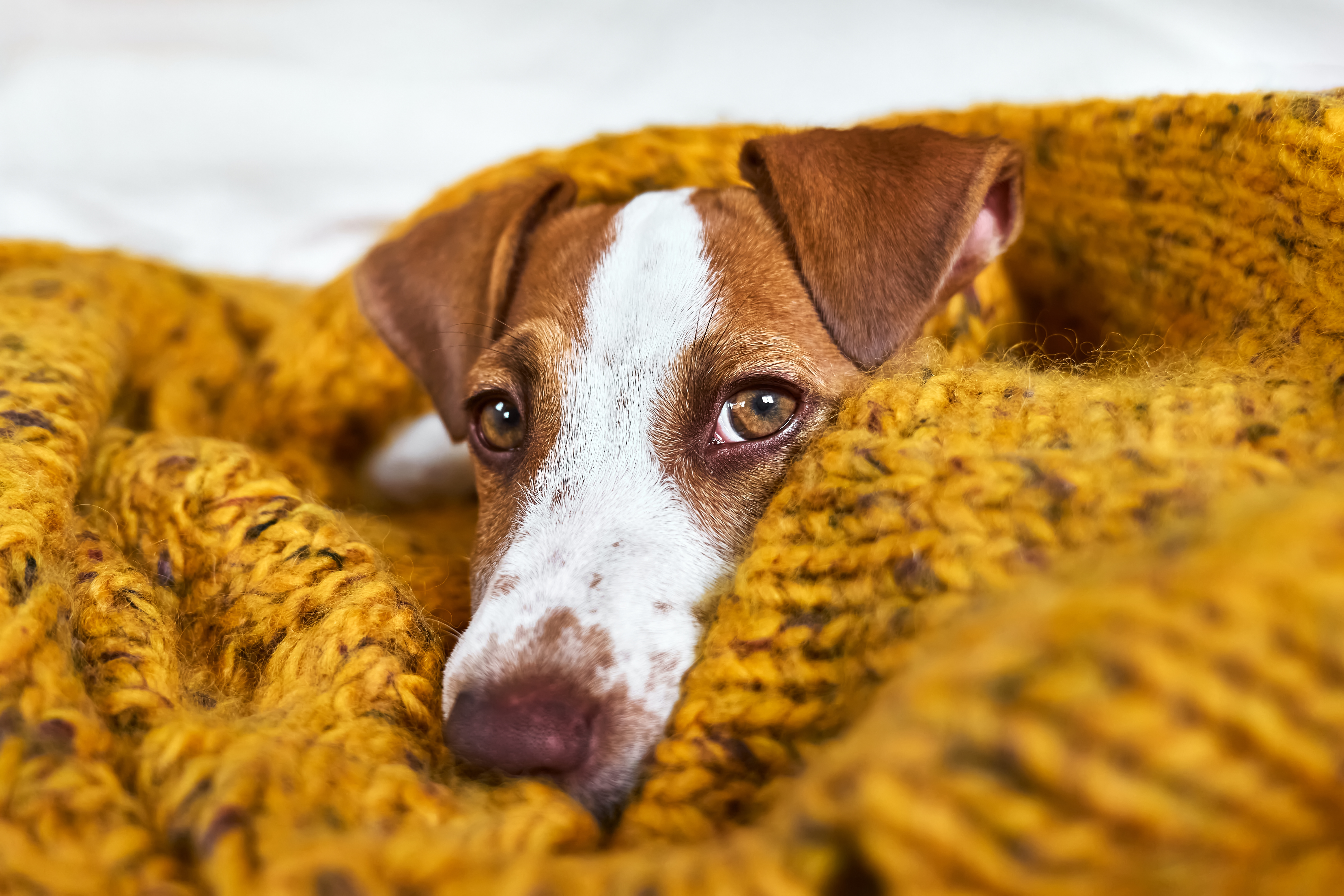 kit autunno cane kit autunno cane