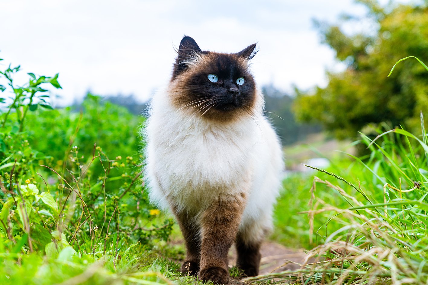 IL GATTO DAGLI OCCHI BLU
