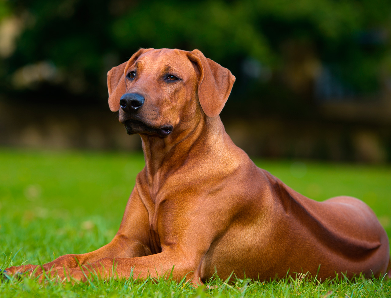 RHODESIAN RIDGEBACK: IL CANE CON LA CRESTA