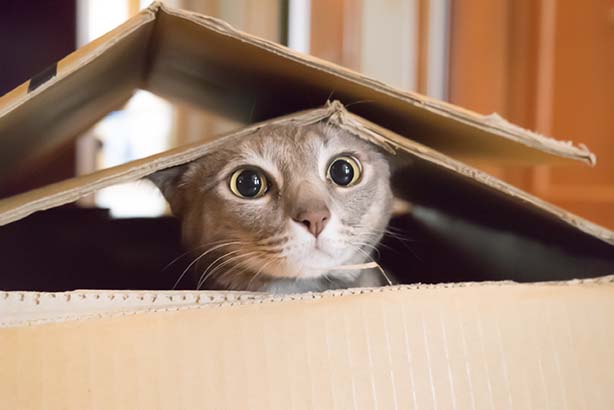 Che cosa sa fare il gatto?