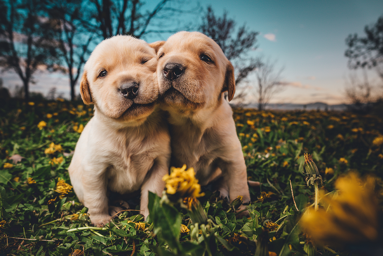 L’IMPORTANZA DELLA SOCIALIZZAZIONE NEL CANE