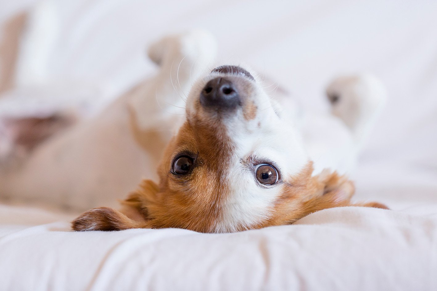 La disregolazione emotiva nel cane