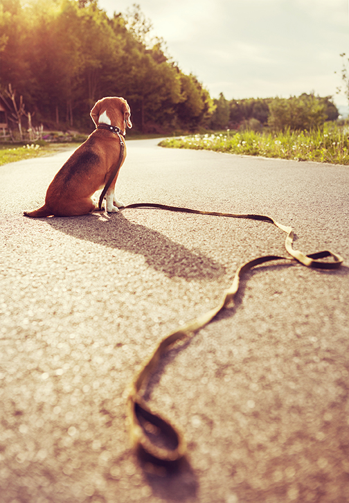 ABBANDONARE UN ANIMALE (QUALSIASI) E' REATO!