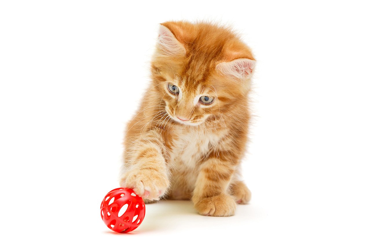 Gioco gatto divertimento
