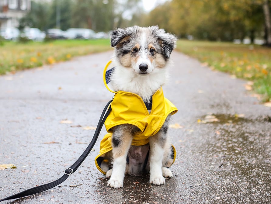 COME PROTEGGERE IL CANE DAL FREDDO: I PRODOTTI MIGLIORI