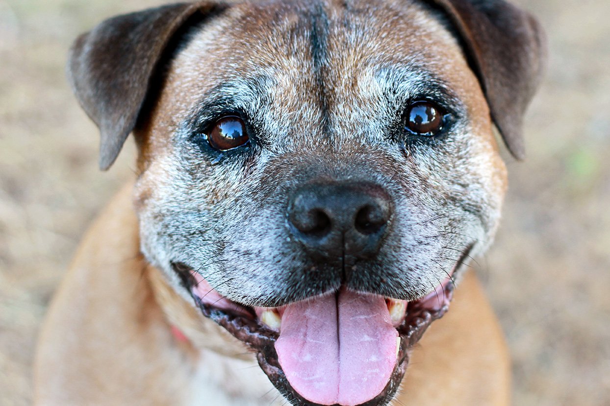 NONNO CANE E NONNO GATTO: LA VITA CON UN PET ANZIANO