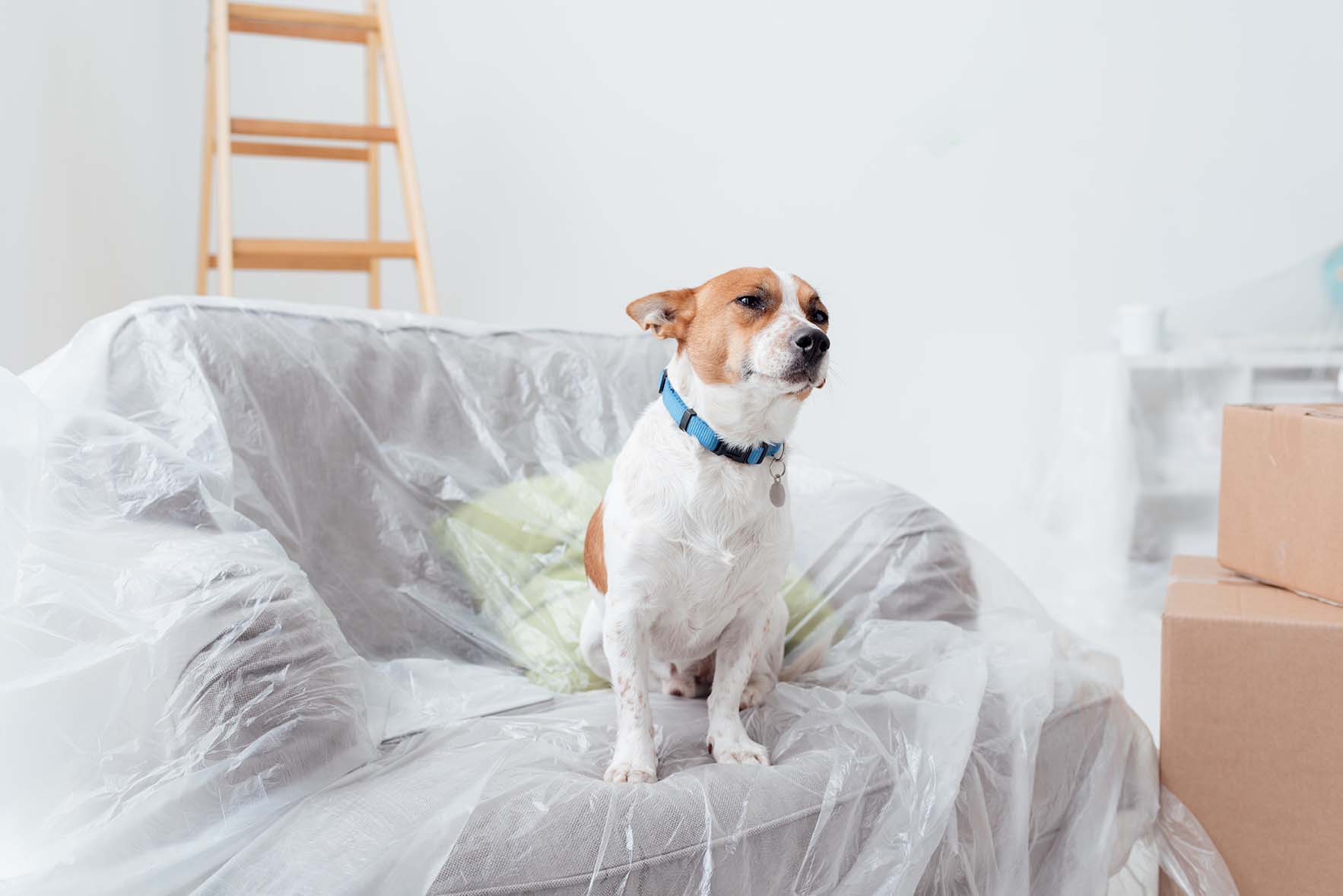 SI CAMBIA CASA: COME AFFRONTARE IL TRASLOCO CON CANE E GATTO?