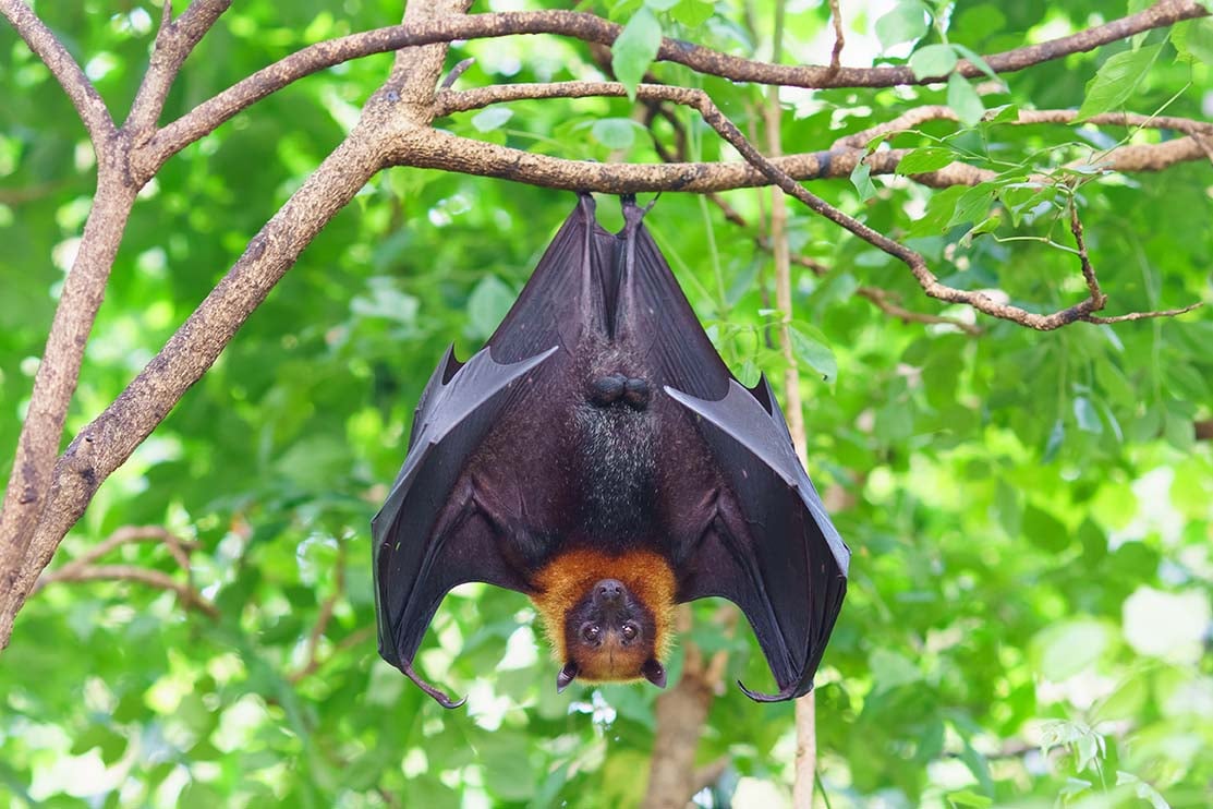 Chi ha paura dei pipistrelli?