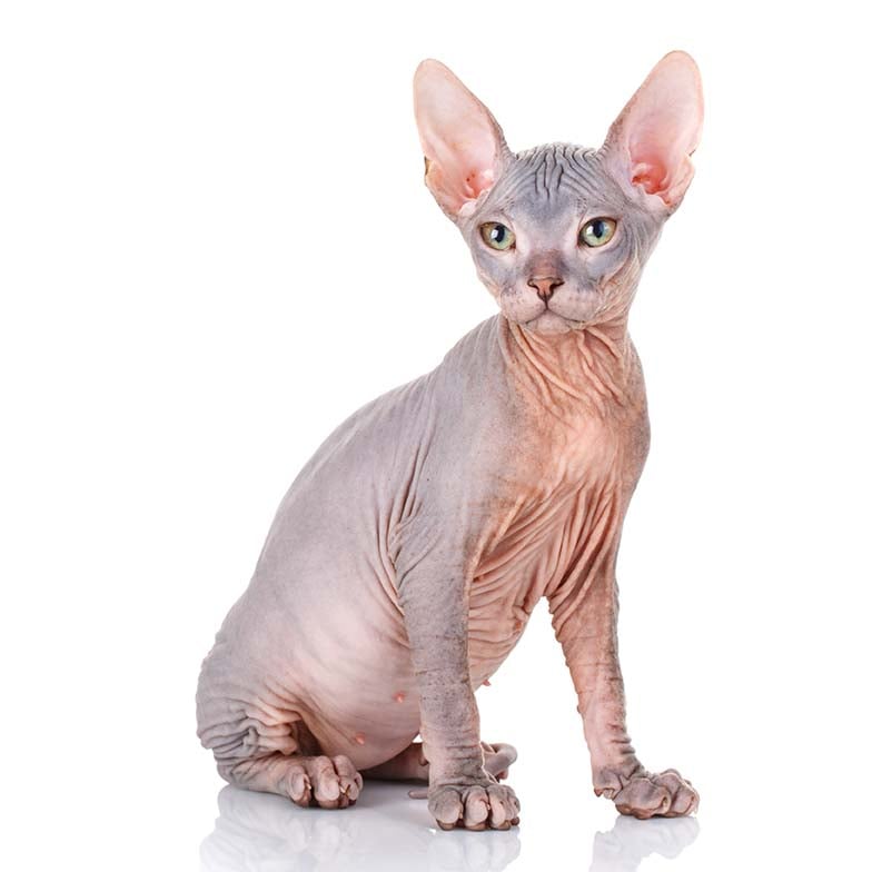 IL FASCINO DELLO SPHYNX