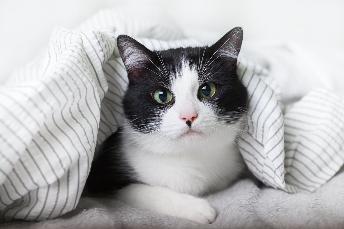 GATTO AGGRESSIVO: SINTOMI E CONSEGUENZE
