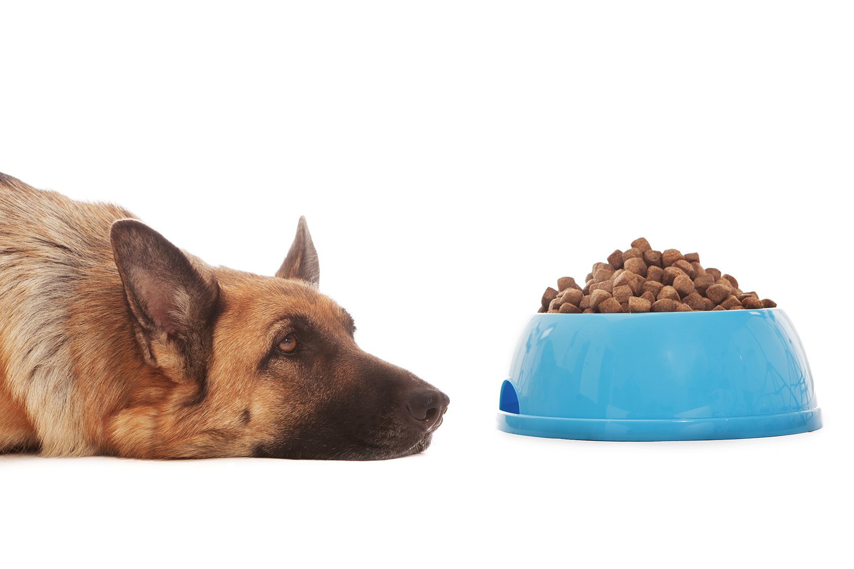 I PROBLEMI DIGESTIVI DI CANE E GATTO