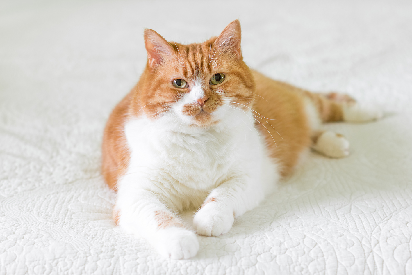 Immagine di un gatto obeso seduto su sfondo bianco