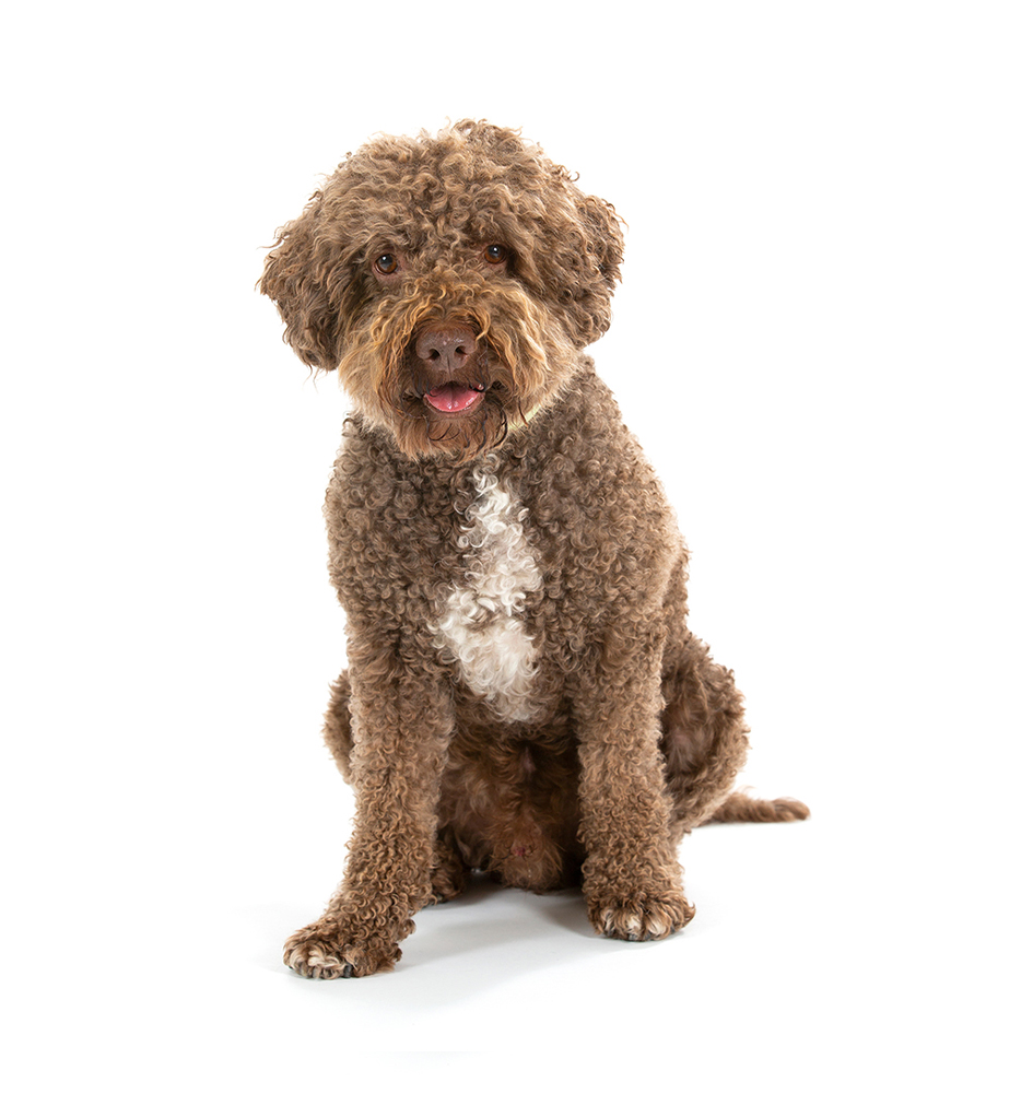 LAGOTTO ROMAGNOLO: UN FIUTO DI TUTTO RISPETTO