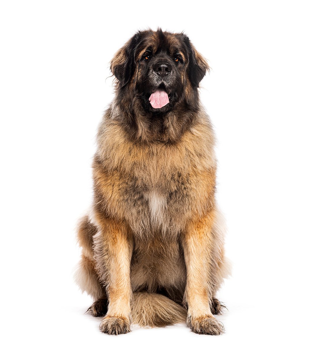 leonbergher gigante di dolcezza leonbergher gigante di dolcezza