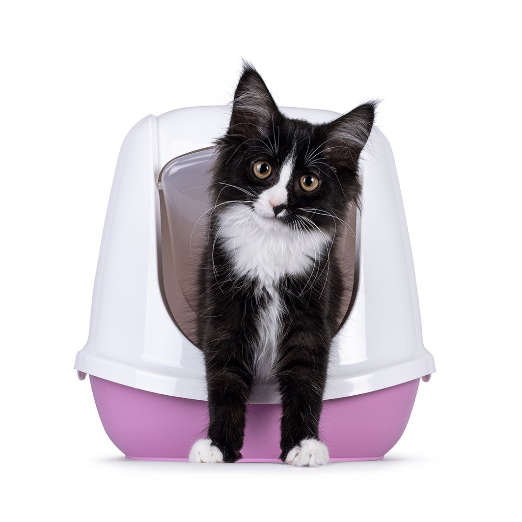 lettiera gatto lettiera gatto