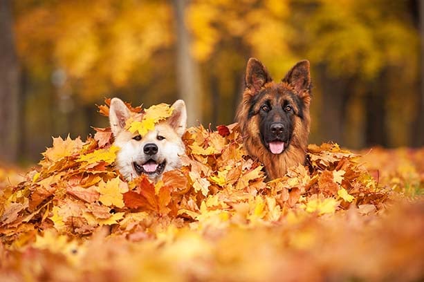 Come preparare i nostri pet al cambio di stagione: dall’estate all'autunno