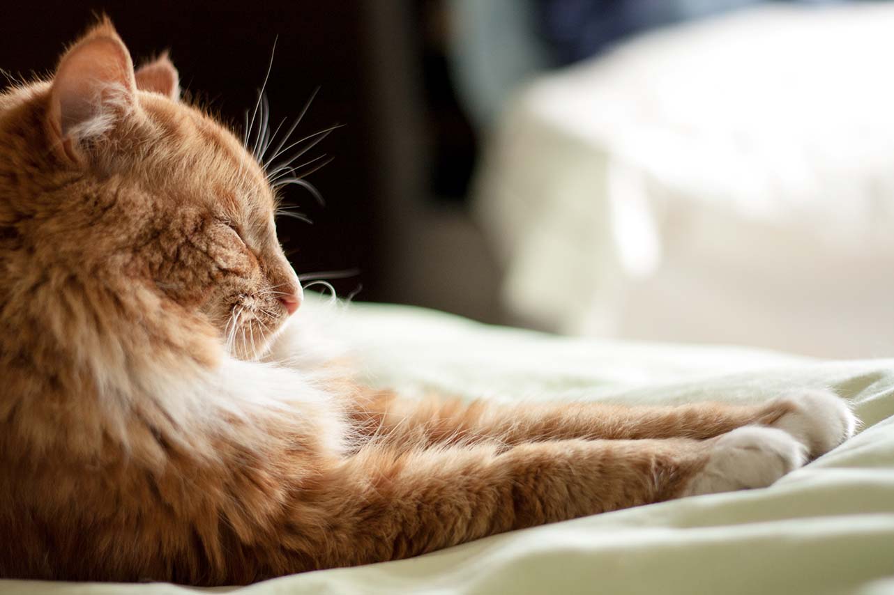 gatto lecca il cuscino
