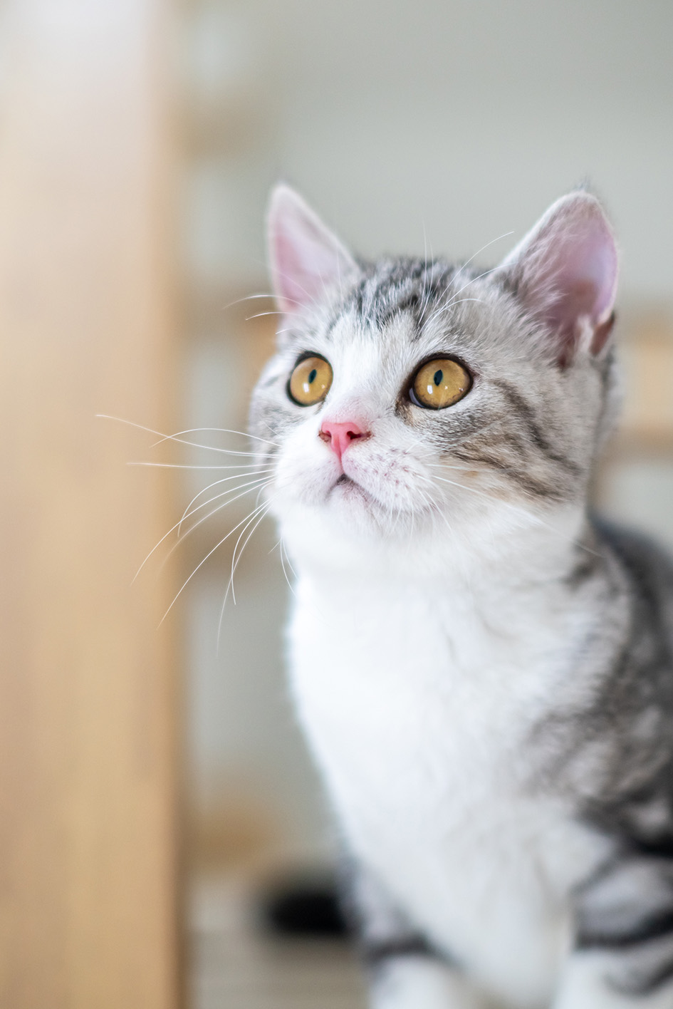 LA SALUTE VIEN MANGIANDO - I cambi alimentari nel gatto