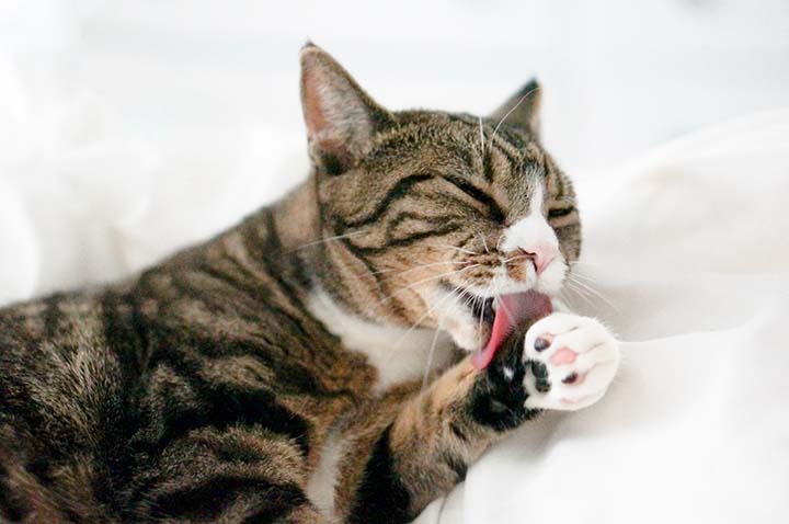 Perché il Gatto Lecca il Cuscino?
