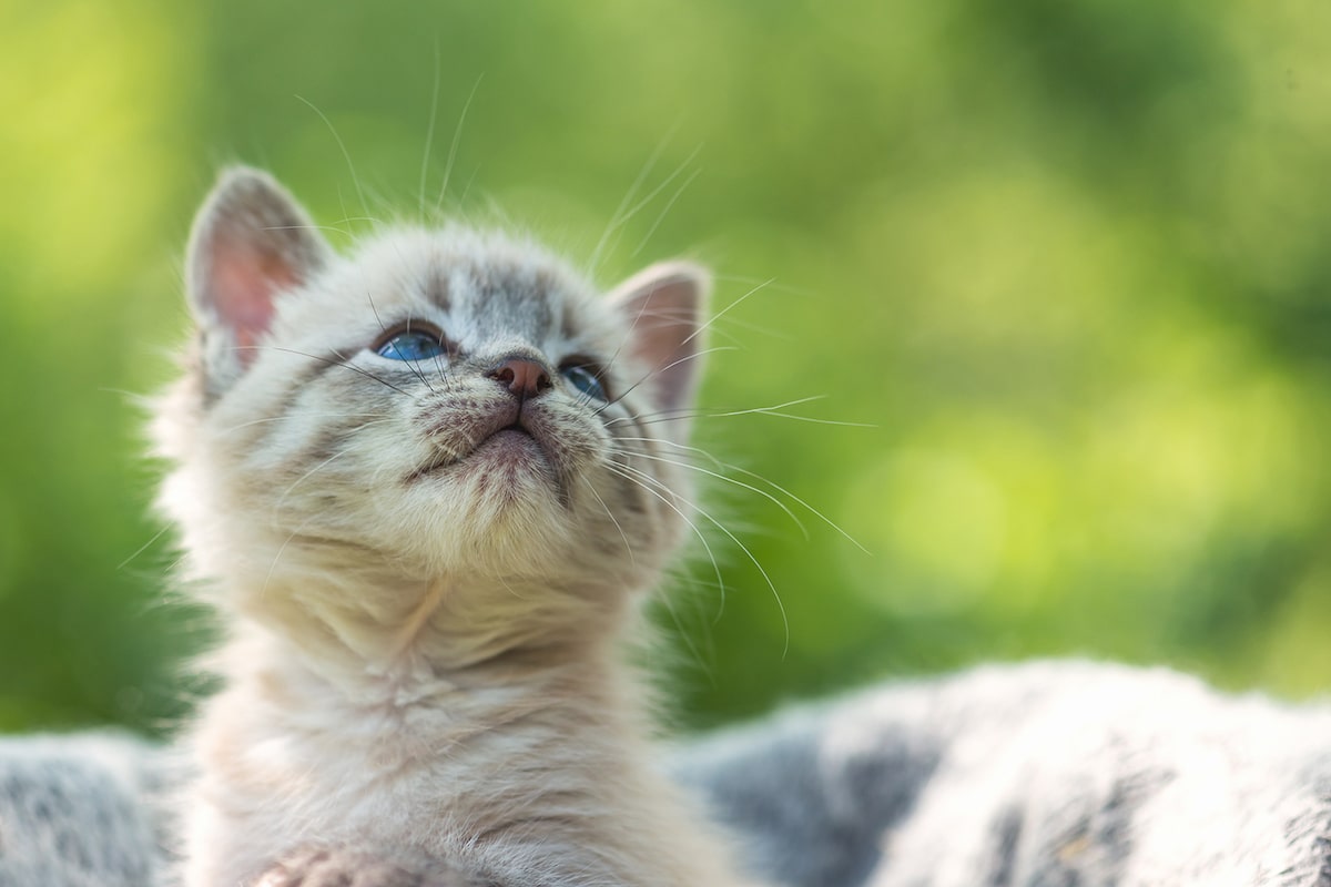 Cucciolo di gatto bianco 