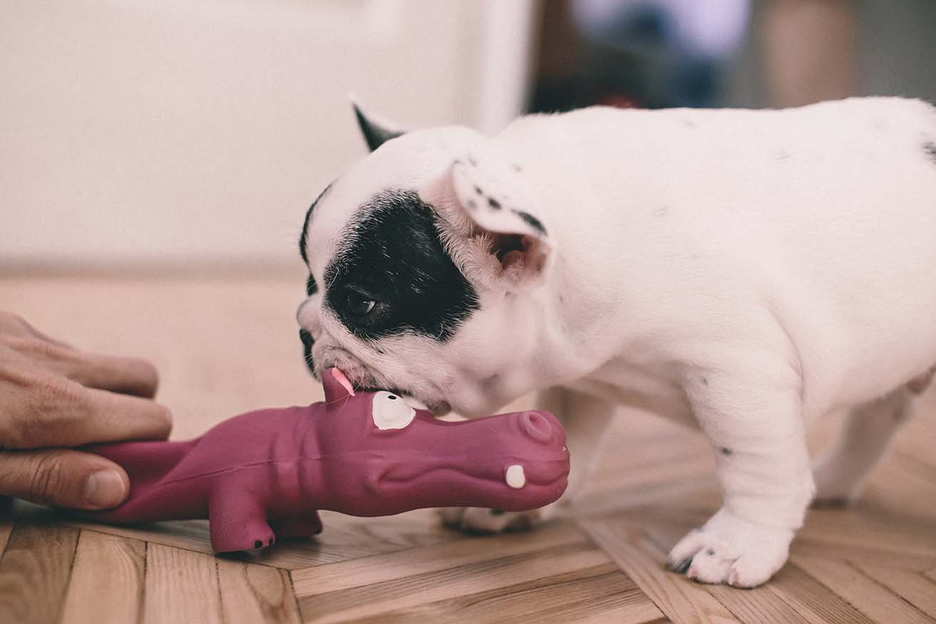 GIOCARE CON IL CANE: È SOLO UNA QUESTIONE DI SFOGO?