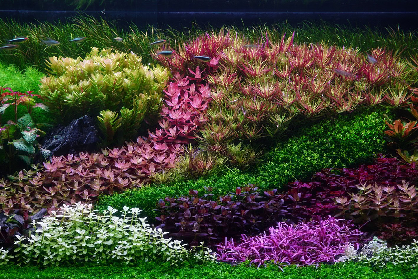 La fertilizzazione delle piante d'acquario