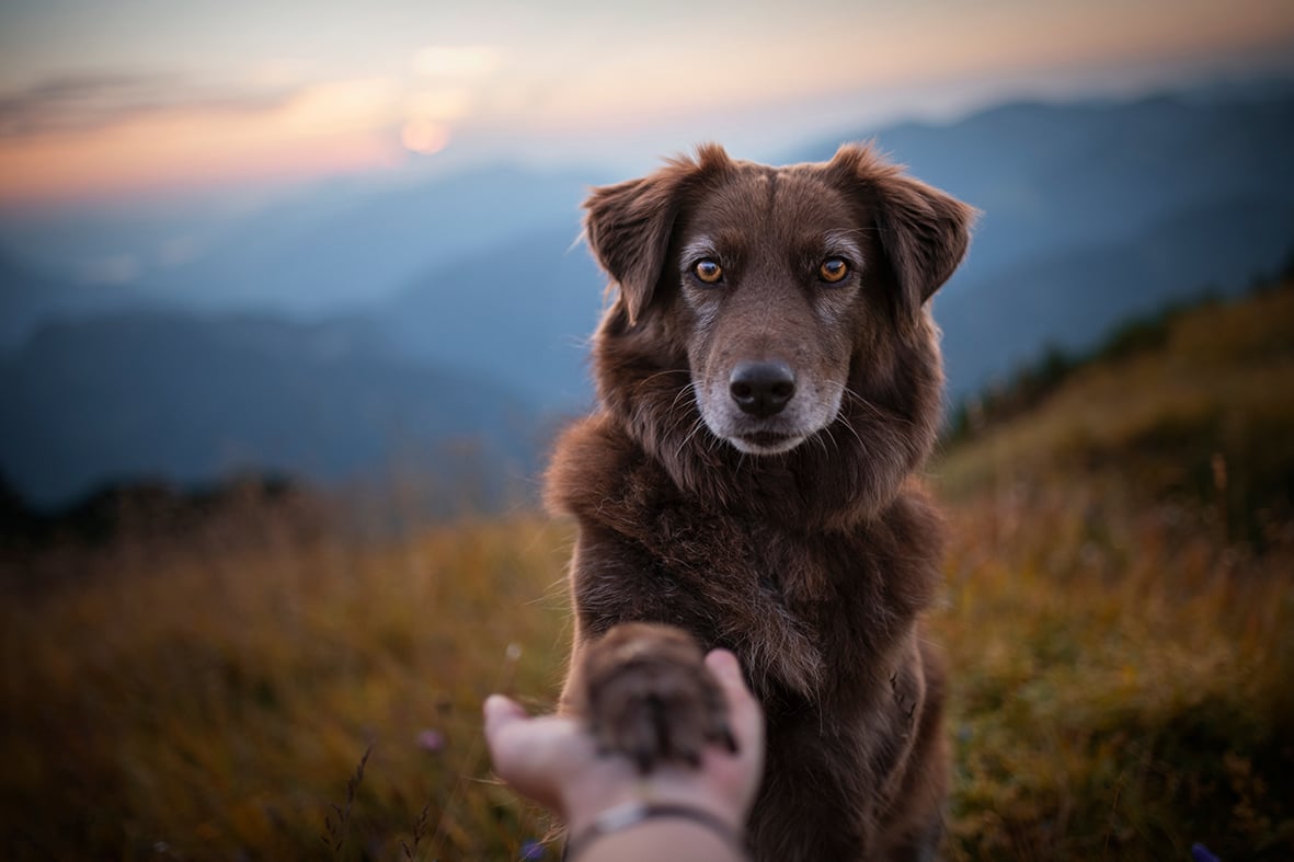 Incontrare un cane
