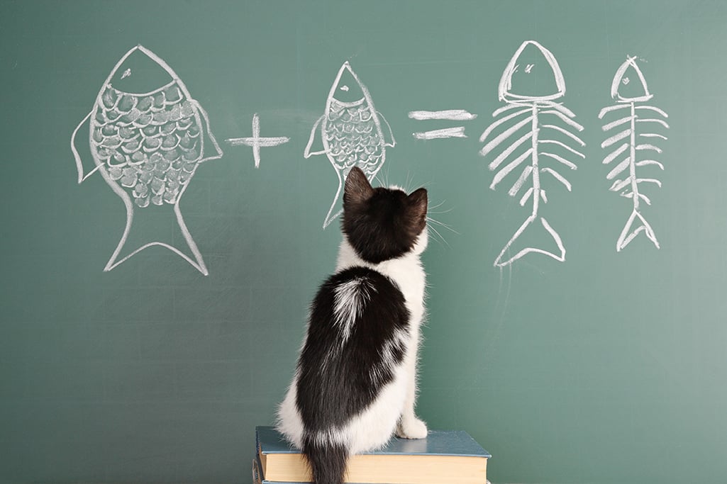 EDUCARE IL GATTO: COME FARE?