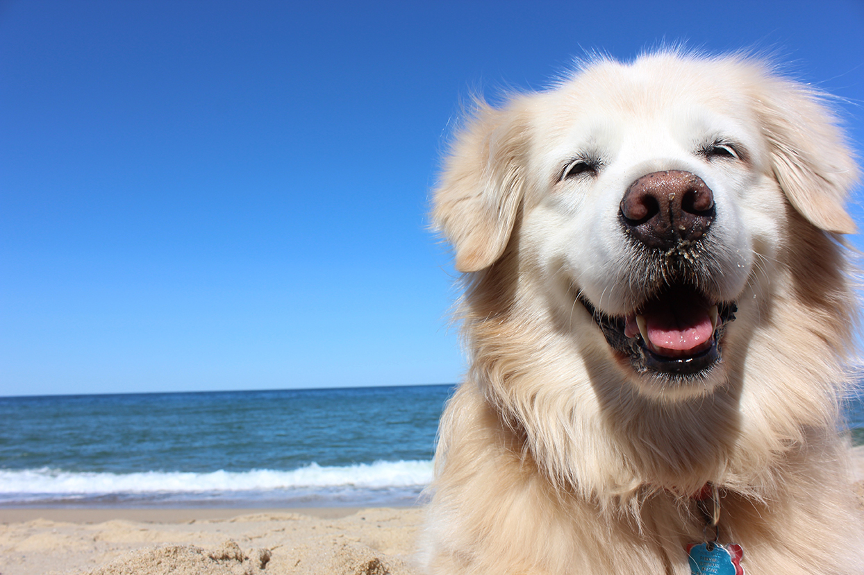 spiaggia cane