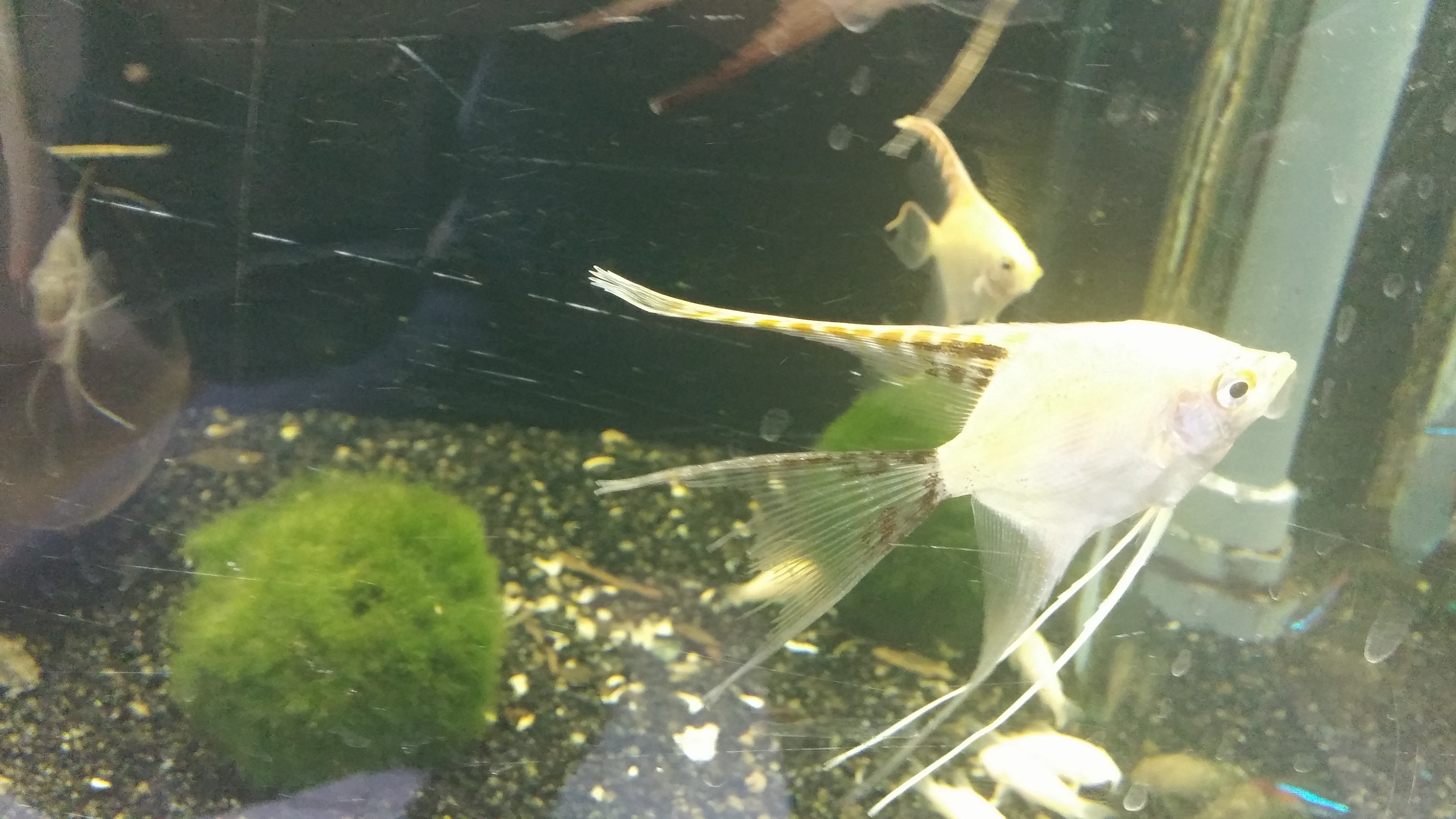 Sani come un pesce?