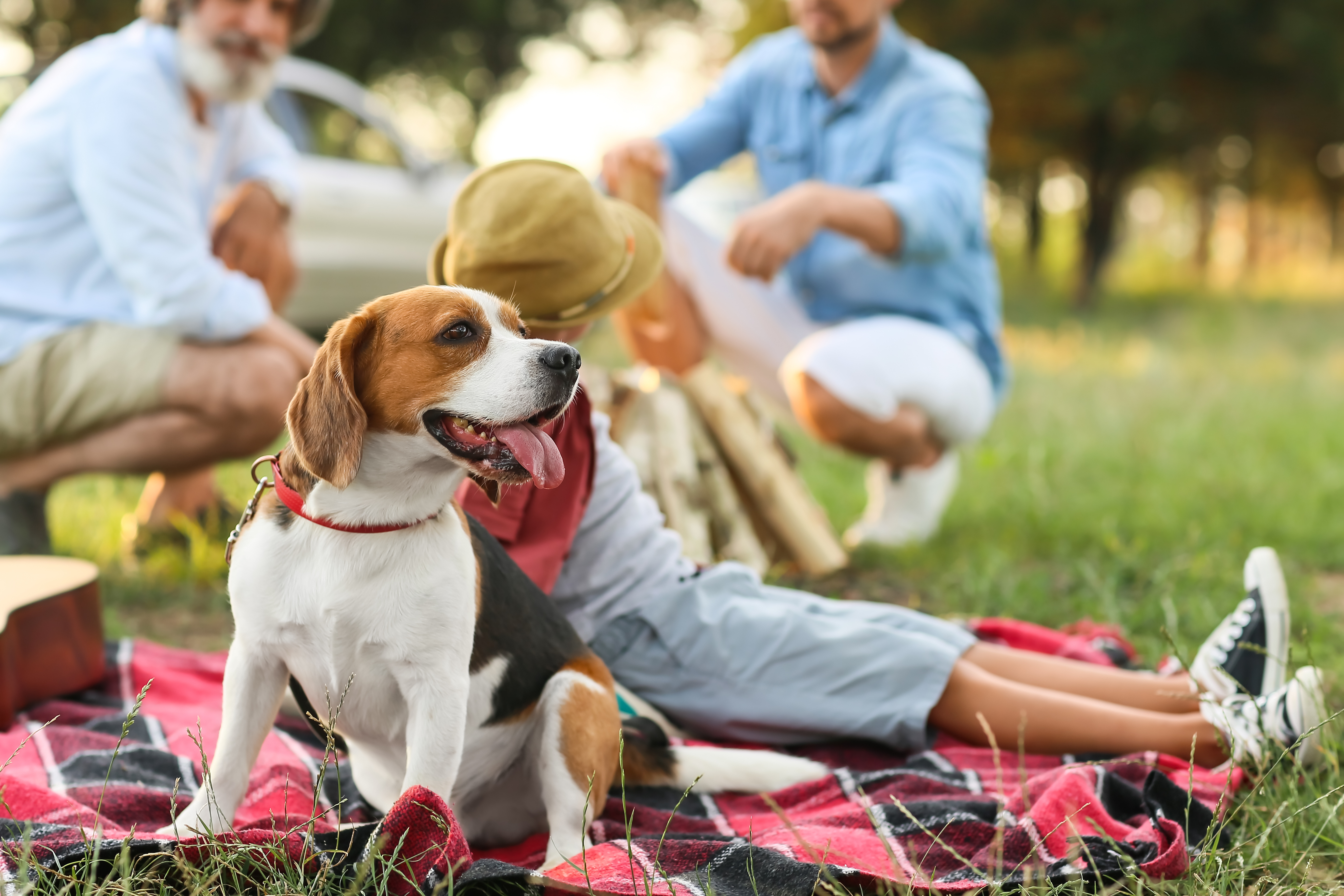 cane picnic