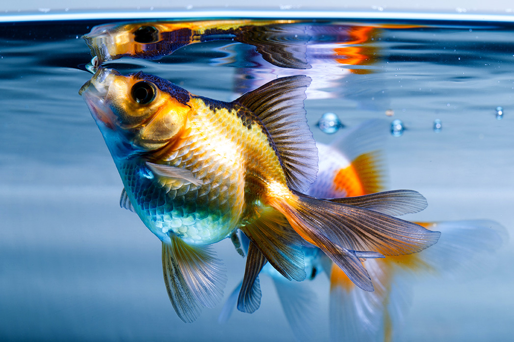 Testiamo l'acqua del nostro acquario