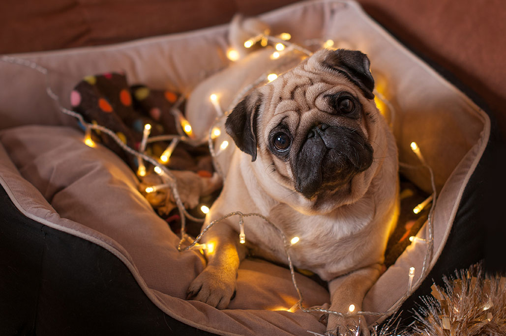 Natale con il tuo Cane e Gatto: Guida Completa per Festeggiare in Sicurezza e Allegria