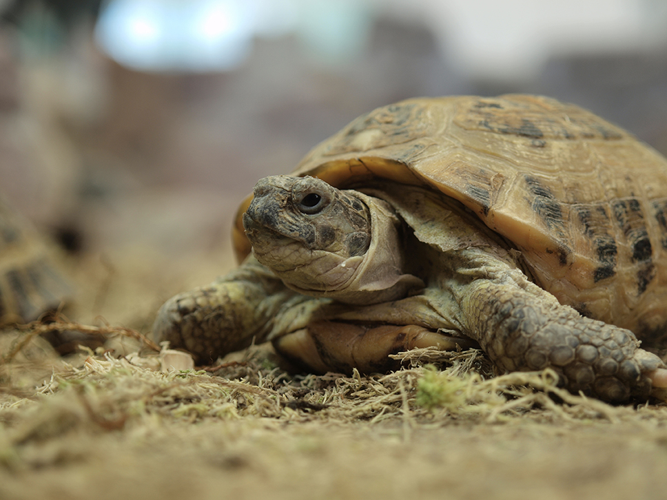 Terrariofilia: allevamento di invertebrati terrestri, rettili e anfibi
